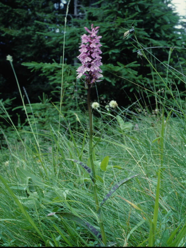 Orchidee in una villa vicino a Piediluco (Terni)